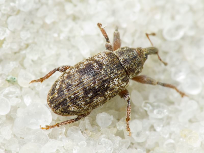 Dorytomus rubrirostris (Gravenhorst, 1807)